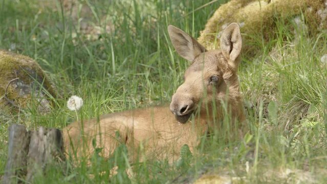 European Elk calf chilling on summers day lying down in grassy meadow, closeup
