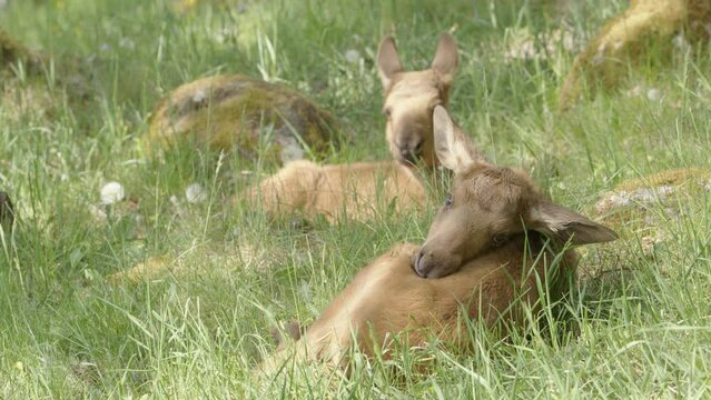 Adorable European Elk calves Alces alces lying in grassy meadow resting