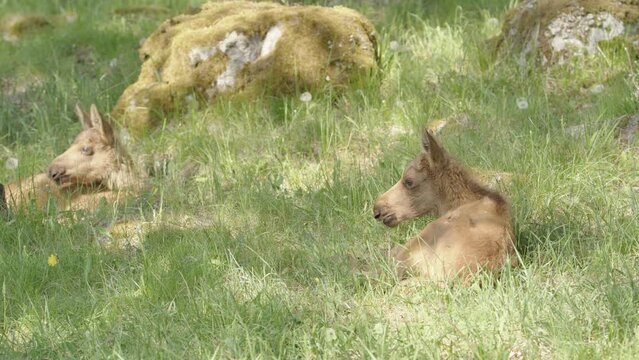 Cute Eurasian Elk calves lying down in shade relaxing in grassy meadow