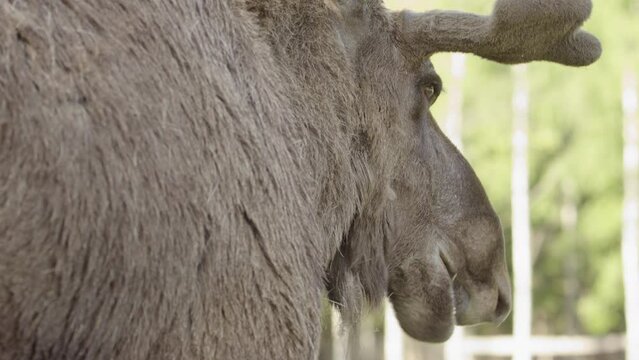 Masticating bull moose with fresh antler regrowth, closeup from behind