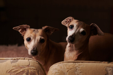 Portrait of two Italian Greyhound dogs brown color posing on sofa at home