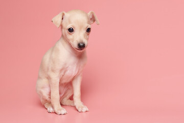 Portrait of cute Italian Greyhound puppy isolated on pink studio background. Small beagle dog white beige color.