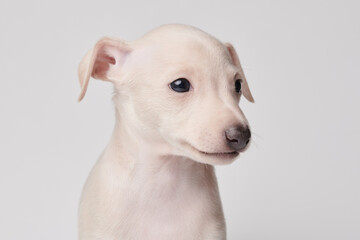 Portrait of cute Italian Greyhound puppy isolated on white studio background. Small beagle dog...