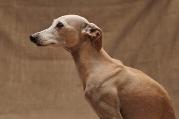 Portrait of Italian Greyhound male dog posing isolated on beige studio background