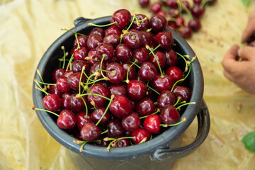 Cherries the bucket