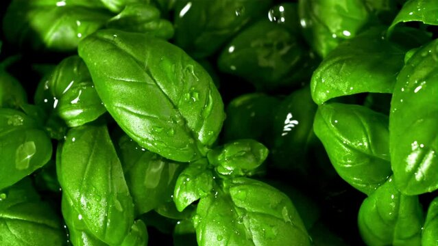 Rain falls on the basil leaves. Filmed is slow motion 1000 fps. High quality FullHD footage