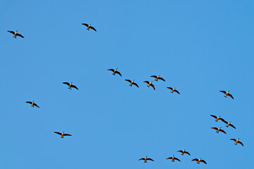 Canada Geese Flying Blue Sky Photo and Image. Flock of Canada Geese flying against blue sky.