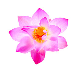    lotus flower  isolated on transparent png