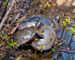 Painted Turtle Photo and Image.  Group of painted turtle standing on a moss log with marsh vegetation in their environment .