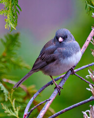 Junco Dark-eyed Photo and Image. Close-up front view perched with a coloured background in its environment and habitat surrounding.