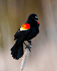 Red-Winged Blackbird Photo and Image. Male close-up side view perched on a cattail with blur background in its environment. Open beak.