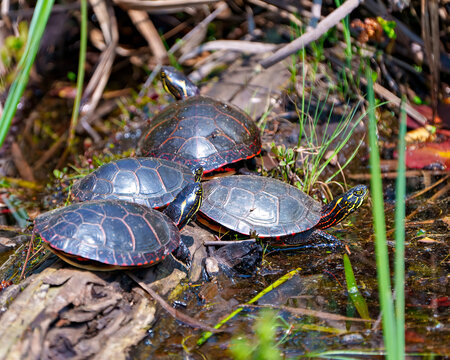 Painted Turtle Photo and Image.  Group of painted turtle standing on a moss log with marsh vegetation in their environment  Turtles  Picture..