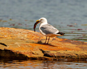 Seagull Stock Photo and Image.  Close-up side view eating a fish on a rock with water foreground and background and enjoying its environment.