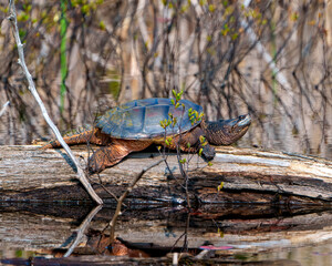 Snapping Turtle Photo and Image.  Close-up side view resting on a water log and displaying dragon tail, paws, neck, eye in its environment and habitat.