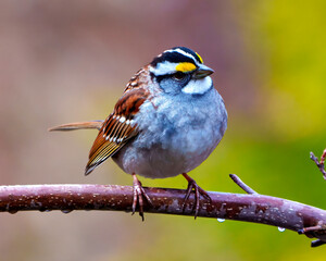 Sparrow Photo and Image. Close up front view perched on a branch with a coloured background.  White-crowned Sparrow Portrait.