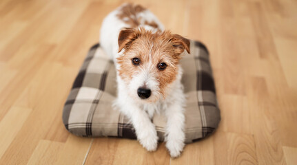 Cute happy jack russell terrier dog puppy resting, looking on a pillow bed at home. Pet care banner.