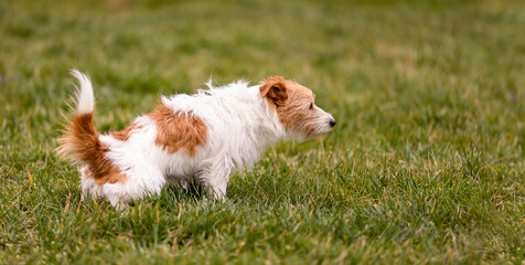 Funny fluffy small dog peeing, doing toilet in the grass