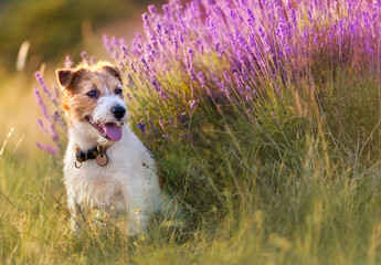 Jack russell terrier dog sitting in the grass with purple lavender herb flowers. Travel in summer. - 613847155