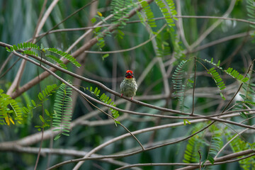 a young coppersmith barbet  Megalaima haemacephala perching on a branch with natural bokeh background