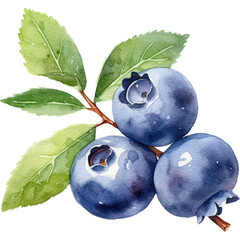 Obraz premium Nature Palette, Exquisite Watercolor Illustration of Blueberries