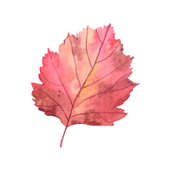 A red autumn hawthorn leaf with veins. Hand-drawn illustration in watercolor. Realistic autumn element of nature.