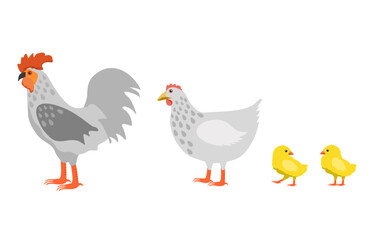 Chicken family isolated on white background vector illustration. Rooster cock with hen and chicks. Farm bird icons in flat or cartoon style vector illustration.