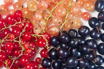 Various varieties of currants. Red, black and white currants on a white background