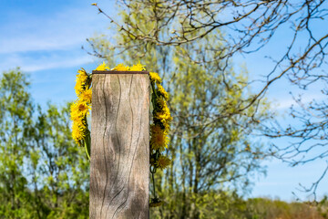 Dandelion wreath against the blue sky and green trees. Summer and spring nature with green trees and yellow flowers.