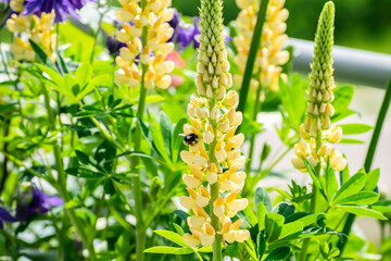 Insects pollinate flowers in the summer garden.
Blooming balcony with flowers and insects. A...