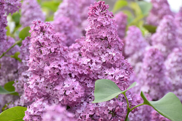Lush purple lilac in spring garden at golden hour, green leaves, blooming tree, fragrant pretty...
