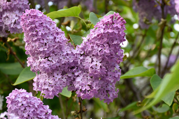 Lush purple lilac in spring garden at golden hour, green leaves, blooming tree, fragrant pretty...