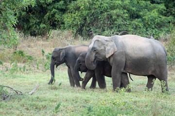 Fototapeta premium Asian elephant is nation animal in Thailand.