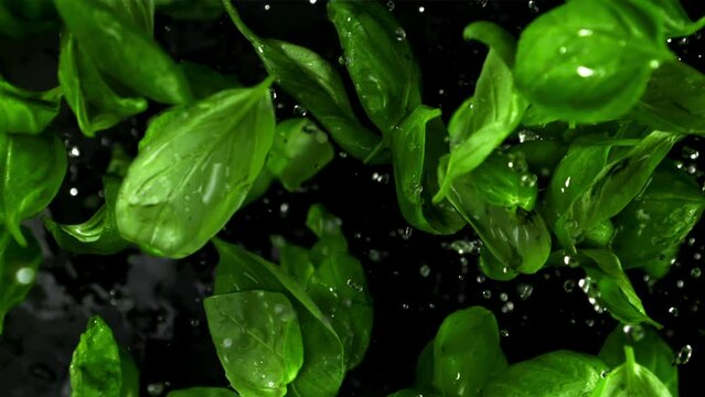 Basil leaves with water drops. Filmed is slow motion 1000 fps. High quality FullHD footage