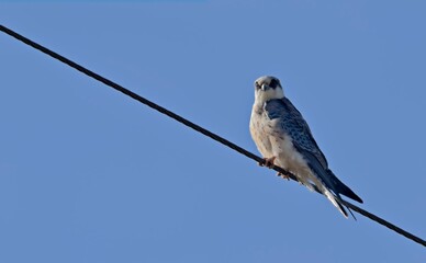 Red-footed Falcon (Falco vespertinus), Crete