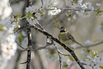 Cirl Bunting (Emberiza cirlus), Greece