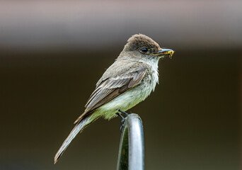 Eastern Phoebe 