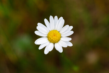 Obraz premium Top view of daisy. Oxeye daisy, Leucanthemum vulgare, also known as dog daisy or marguerite. Wild meadow flower with white petals and yellow center in bloom. Detail of beautiful blooming flower.