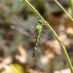 Eastern Pondhawk Dragonfly in Washburn Memorial Park, Marion, Massachusetts