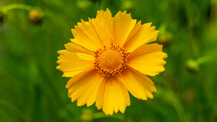 Yellow camomile on a blurry background.