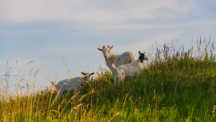 Domestic animals goats graze in the meadow.