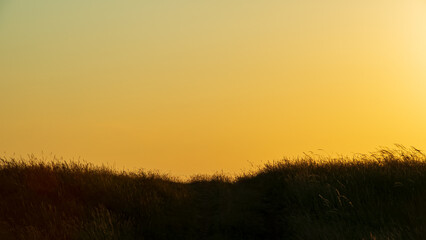 Fototapeta na wymiar Grass silhouette on the horizon against the orange sky.