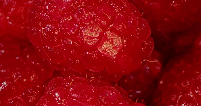 Close-Up Macro of a red raspberries fruit. Fresh, juicy raspberry, background, ripe. Fresh raspberry fruits as food background.