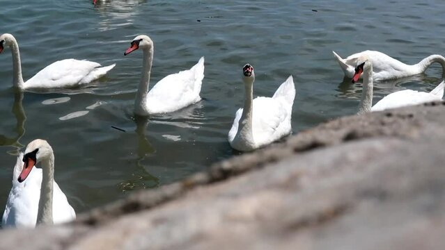 Swans on the Danube river