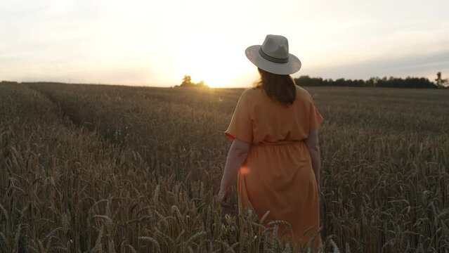 Overweight woman in hat walks through field of ripened wheat towards setting sun. Concept of lonely free person looking for peace and enjoyment of life. Back view, stabilized shot.