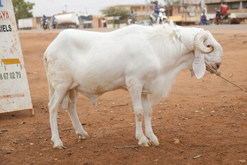 un. mouton au bord des rues. pour être vendu pour las fêtes Tabaski