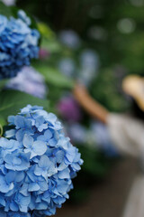 紫陽花