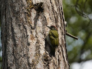 
Young  European Green Woodpecker (Picus viridis) is a member of the woodpecker family Picidae. Hanover, Germany.

