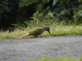 
Young  European Green Woodpecker (Picus viridis) is a member of the woodpecker family Picidae. Hanover, Germany.
