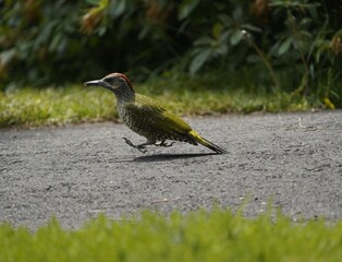 
Young  European Green Woodpecker (Picus viridis) is a member of the woodpecker family Picidae. Hanover, Germany.
