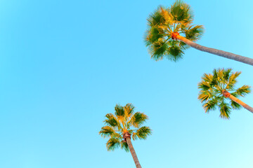 Fototapeta premium Wide-Angle View of Tall Palm Trees Reaching for the Blue Sky